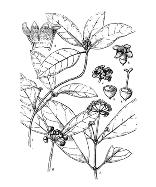 Natural compounds from  Morinda officinalis